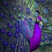 5D Diamond Painting Diamond Art Kits