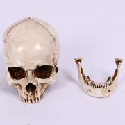 Skull Head Human Resin Skeleton Detached Jaw