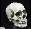 Skull Head Human Resin Skeleton